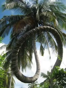 Amazing coconut tree