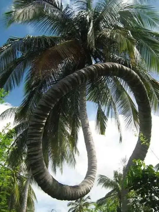 Amazing coconut tree