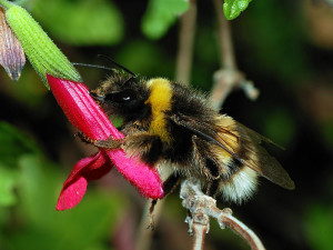 Bumblebee-Hindi Kahani