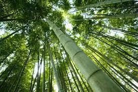 Hindi Kahani-Chinese Bamboo Story in Hindi