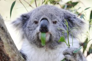 कोआला बीयर, Koala Bear in Hindi,