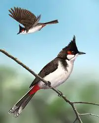 भारत में पाए जाने वाले सुन्दर पक्षी बुलबुल की जानकारी