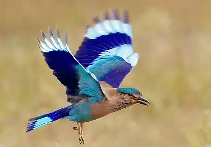 How birds fly hindi, bird flight hindi, pakshi kis prakar udte he, pakshi kis prakar gati karte he, science behind flying hindi, science of flying hindi,