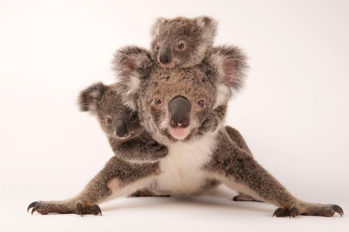 कोआला बीयर, Koala Bear in Hindi,Marsupial, Australian,