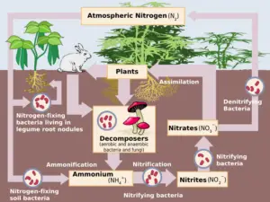 nitrogen chakra bacteria in hindi