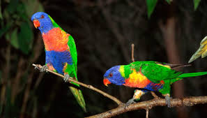 विश्व का सबसे रंग बिरंगा तोता Rainbow Lorikeet