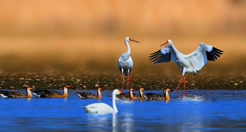 हजारों मील उड़कर भारत आतें हैं यह सुन्दर प्रवासी पक्षी
