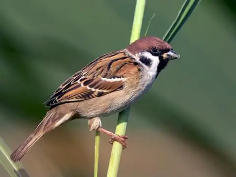 sparrow hindi, house sparrow hindi, essay on sparrow hindi, habitat of sparrow hindi, bird house hindi, save sparrow hindi, world sparrow day hindi