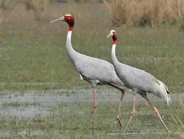 राजस्थान का राष्ट्रीय पक्षी उद्यान Keoladeo National Park