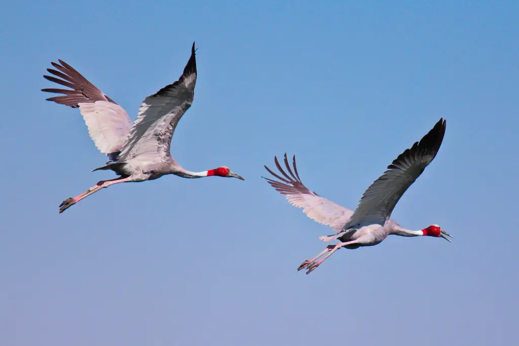 1200 प्रकार के पक्षी देखे जा सकते हैं भारत के पक्षी अभ्यारण्यों में