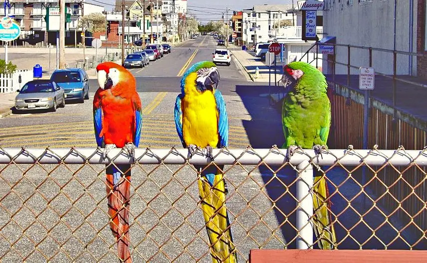 शानदार मकाउ तोते के 25 रोचक तथ्य 25 facts Macaw Parrot hindi