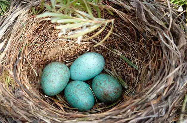 पक्षी घोंसला क्यों बनाते हैं? Why birds make nest hindi