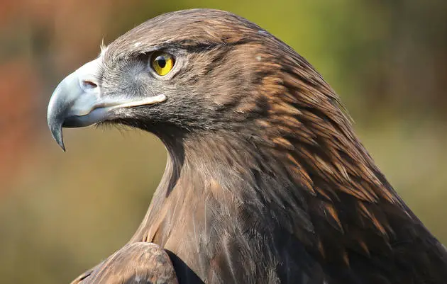 शानदार सुनहरा बाज़ है जर्मनी का राष्ट्रीय पक्षी Golden Eagle in hindi