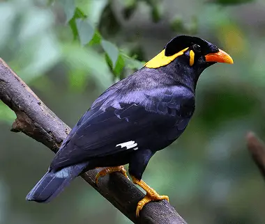 छत्तीसगढ़ का राज्य पक्षी state bird of Chhattisgarh in hindi