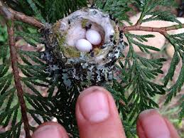 Bird nest hindi, pakshi ghonsla kyo, nesting habit of birds, pakshiyon ke ghonsle, why birds make nests hindi,