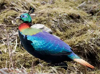 मोर से भी सुन्दर है उत्तराखंड का राज्य पक्षी मोनल