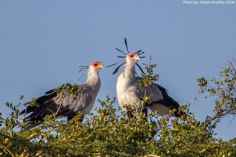 पक्षियों में सबसे अजीब होता है सेक्रेटरी बर्ड secretary bird in hindi