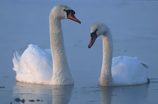 swan in hindi