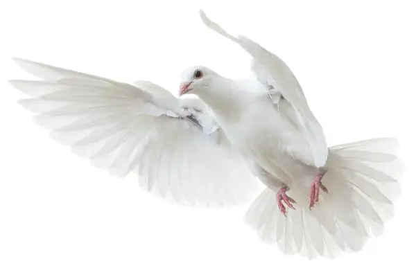 सफेद कबूतर को शांति और प्रेम का प्रतीक क्यों माना जाता है?