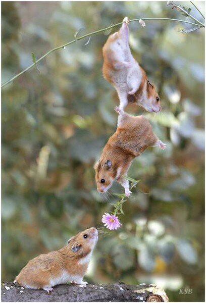 Love Photo – Squirrel giving flower