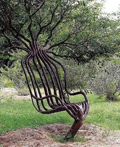 Amazing tree – Chair tree