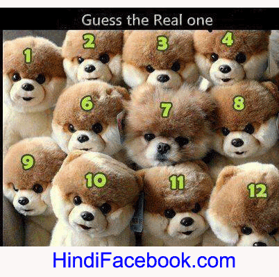 Facebook puzzle – Guess the real puppy