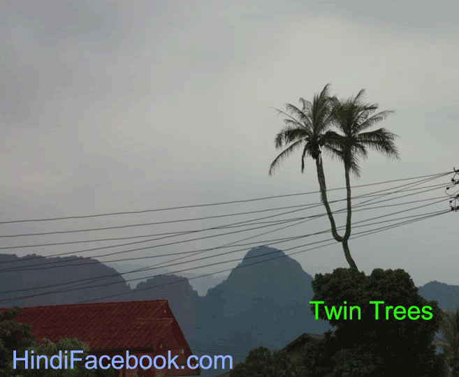 Amazing Twin Trees