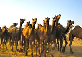 Hindi Kahani -Eighteenth camel in hindi