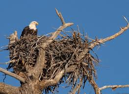Hindi Kahani eagle nest