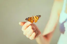 butterfly hindi kahani2