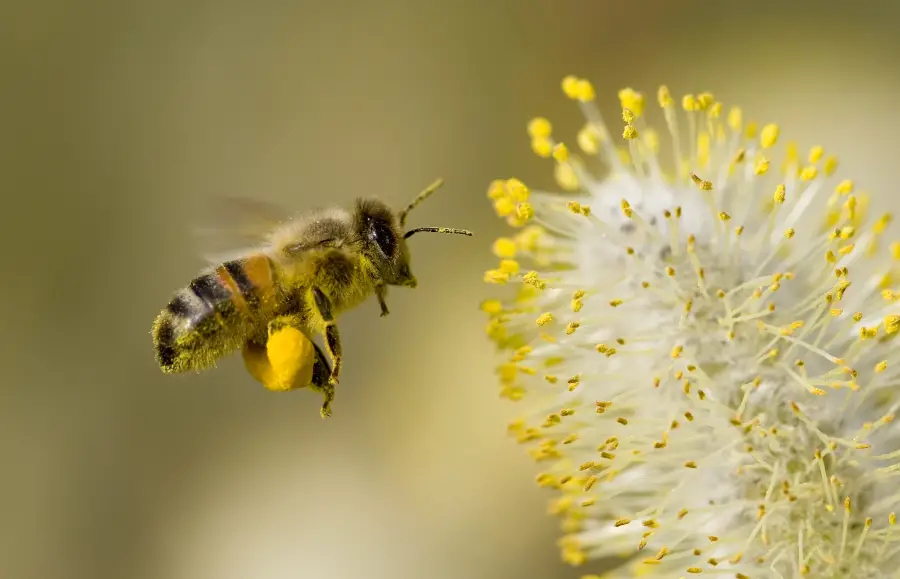 मधु मक्खी और पर्यावरण