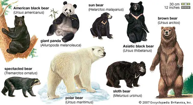  8 प्रकार के भालूओं के बारे में रोचक जानकारी