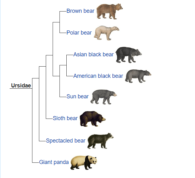 8 प्रकार के भालूओं के बारे में रोचक जानकारी – Net In 