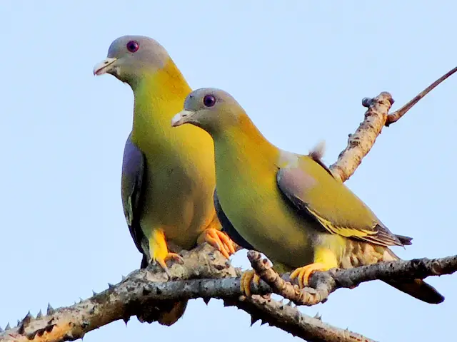 State bird of maharashtra hindi, essay on state bird of maharashtra hindi, hariyal pakshi, ellow footed green pigeon in hindi, hariyal ke ande, maharashtra ka rajy pakshi,