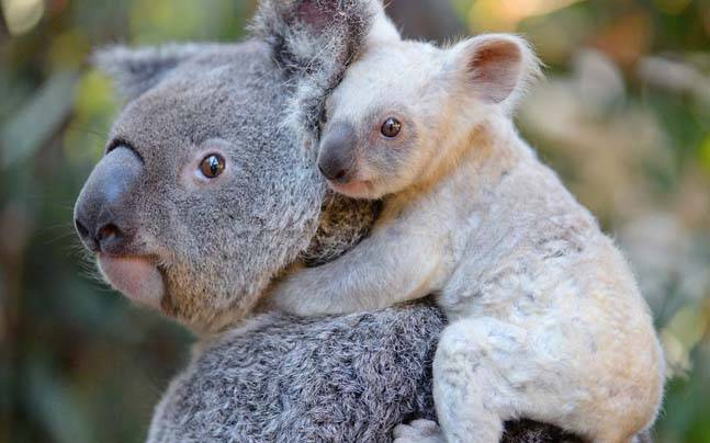 प्यारा सा जीव कोआला बीयर भालू नहीं है Koala Bear in Hindi – Net In 