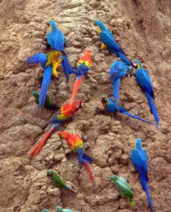 Macaw facts in hindi, macaw tote ki jankari, macaw parrot in hindi, facts about macaw bird, paltu macaw, macaw tote, sabse bada tota, amazon parrot hindi, essay on macaw in hindi, national bird of honduras,