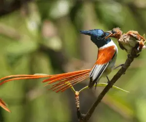 दूधराज पक्षी सुल्ताना बुलबुल है मध्य प्रदेश का राज्य पक्षी