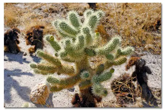 कैक्टस के पौधे का अनुकूलन Adaptations in Cactus