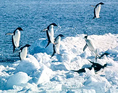 बर्फीले वातावरण में पेंग्विन पक्षी कैसे रह पाते हैं? Adaptations of Penguins