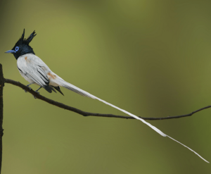 Indian paradise flycatcher in hindi, doodhraj pakshi, sultana bulbul, state bird of MP, State bird of madhya pradesh, madhya pradesh state bird, mp state bird, madhya pradesh ka rajy pakshi, mp rajy pakshi,