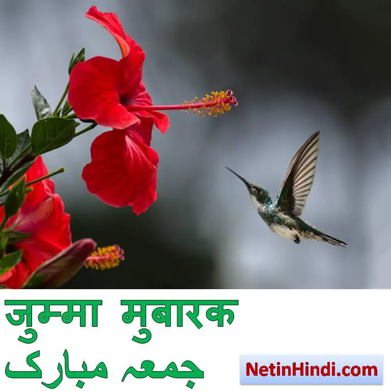 jumma mubarak bird and flower